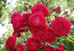 k1体育网站-瓦伦西亚对阿森纳实时